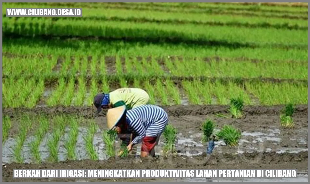 Berkah dari Irigasi: Meningkatkan Produktivitas Lahan Pertanian di Cilibang