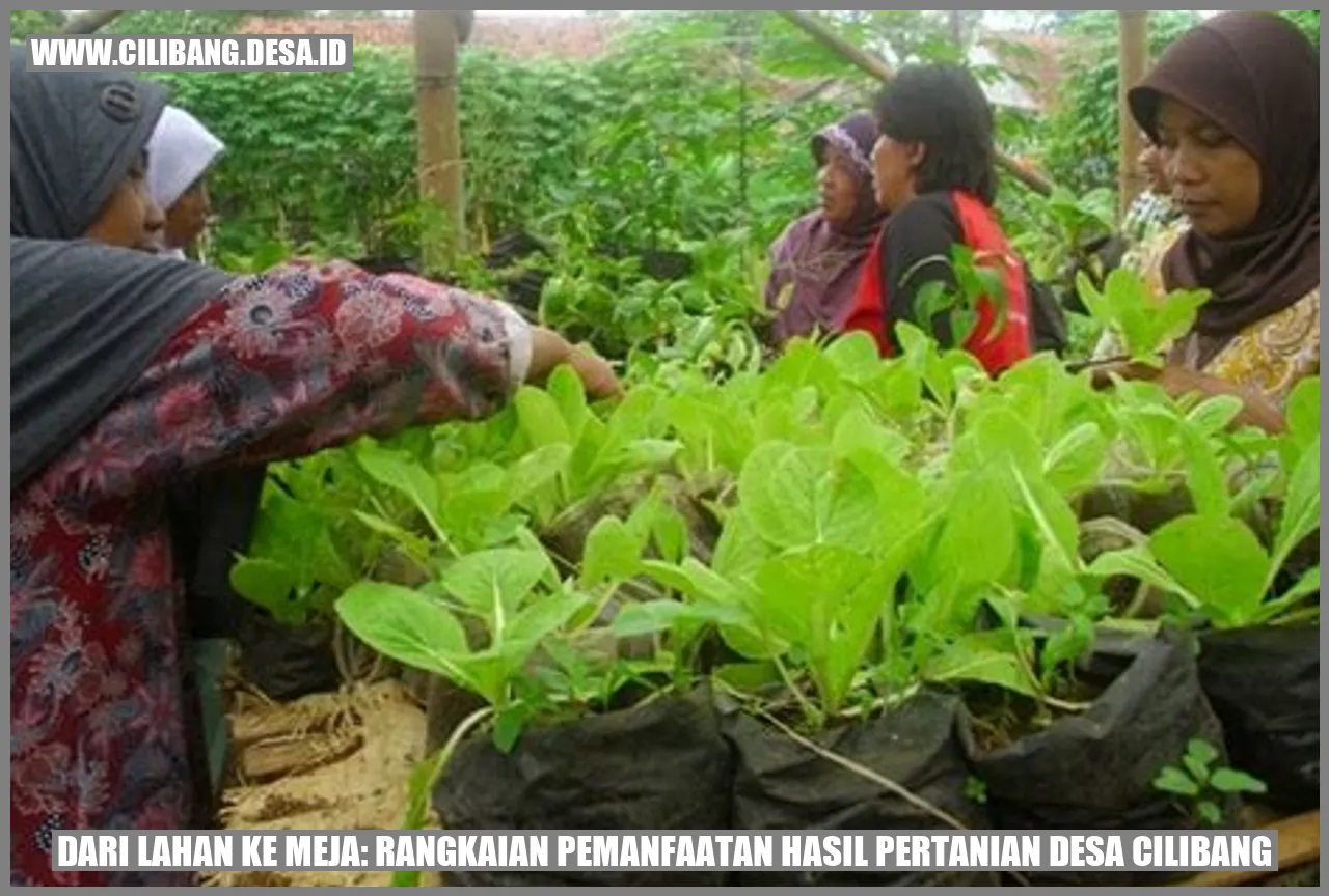 gambar jagung organik