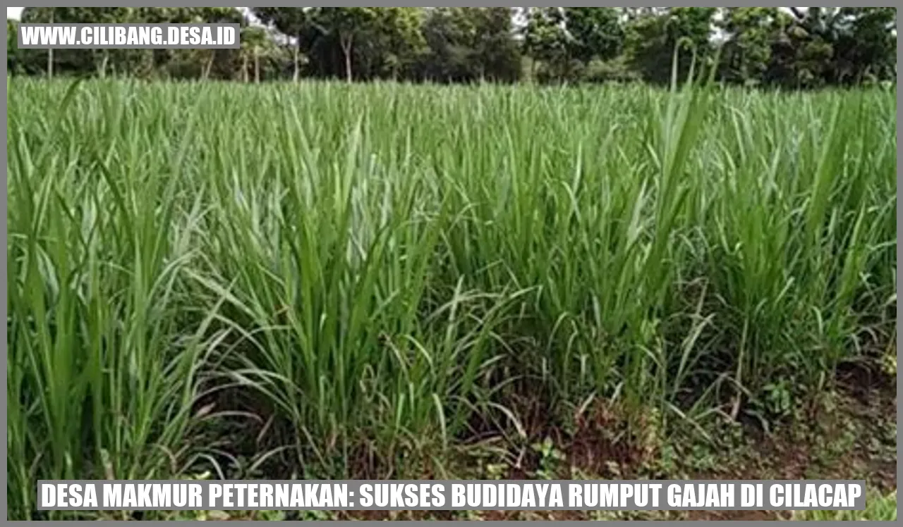 Desa Makmur Peternakan: Sukses Budidaya Rumput Gajah di Cilacap