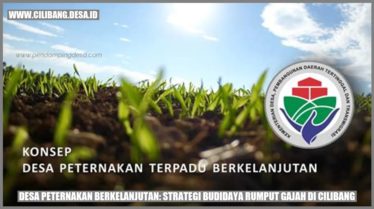 Rumput Gajah di Cilibang