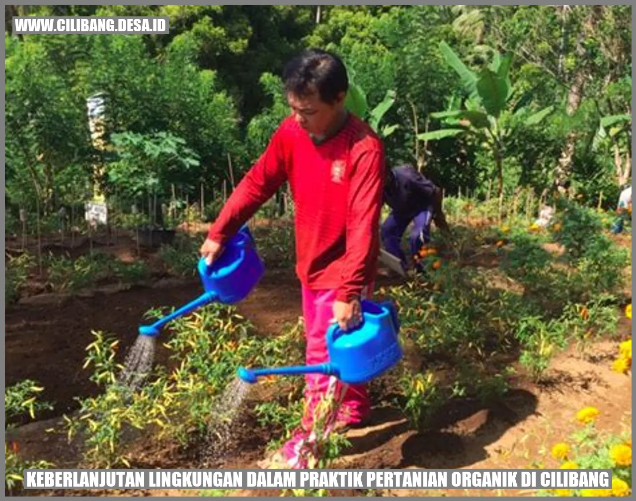 Praktik Pertanian Organik di Cilibang