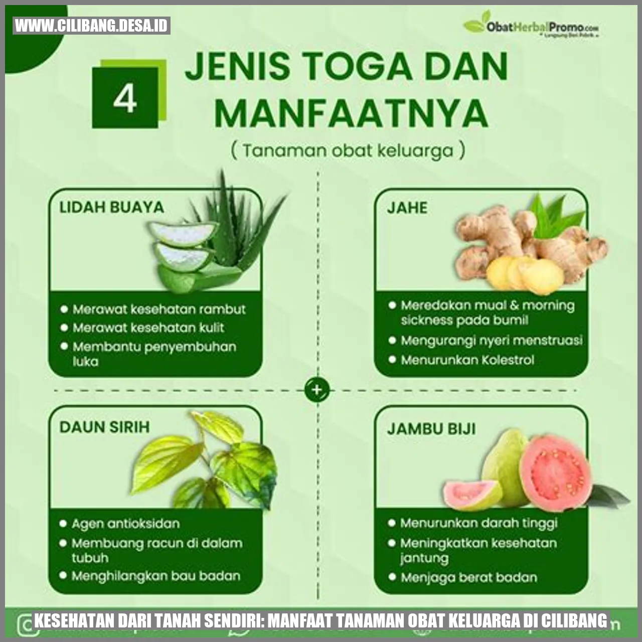Tanaman Obat Keluarga di Cilibang