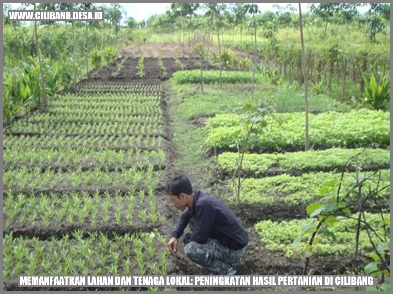 Pertanian di Cilibang