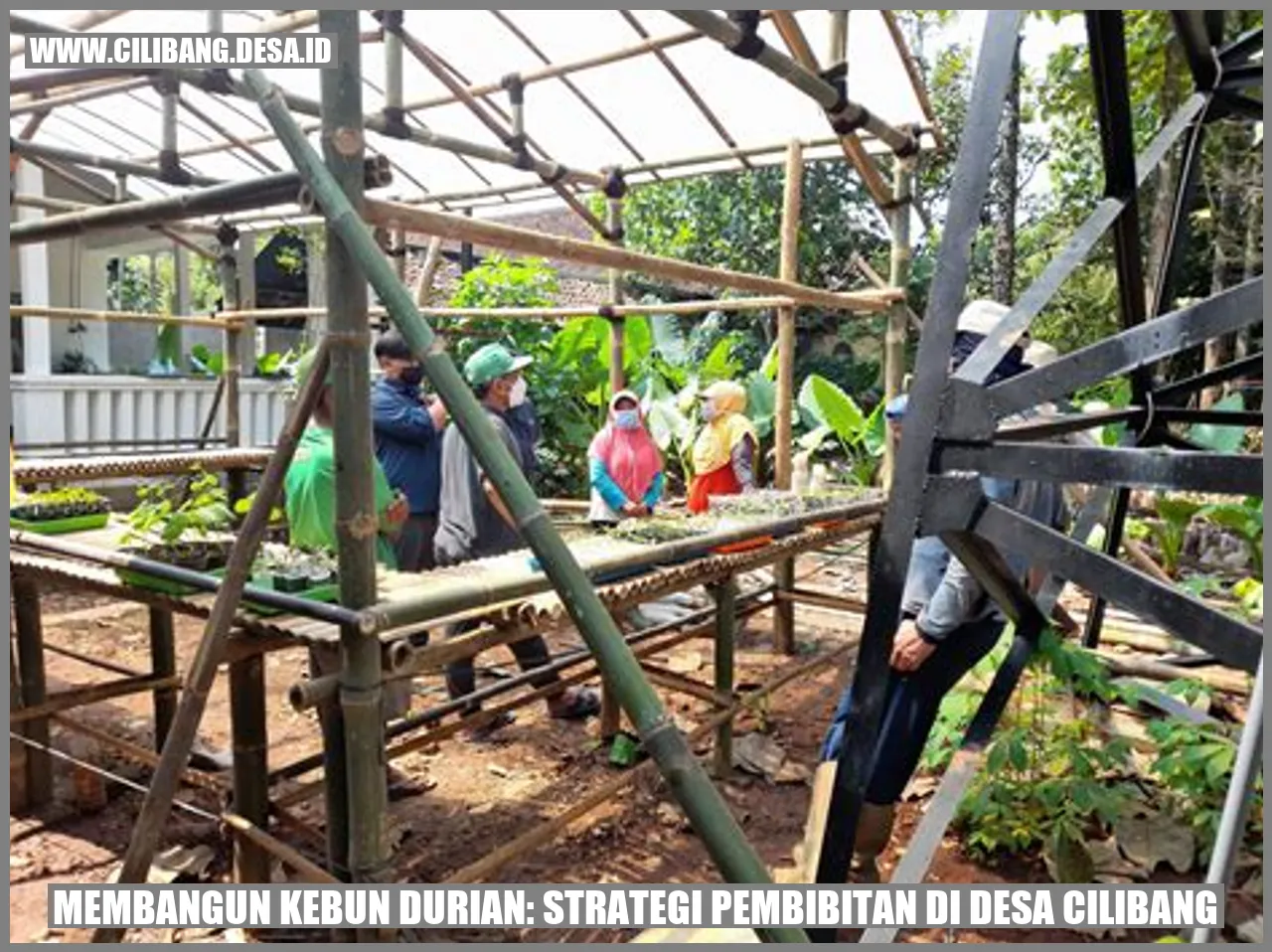 Gambar kebun durian