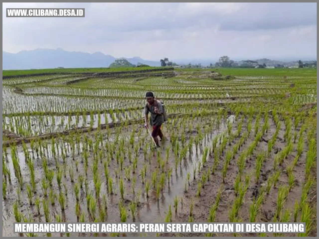 Membangun Sinergi Agraris: Peran Serta Gapoktan di Desa Cilibang