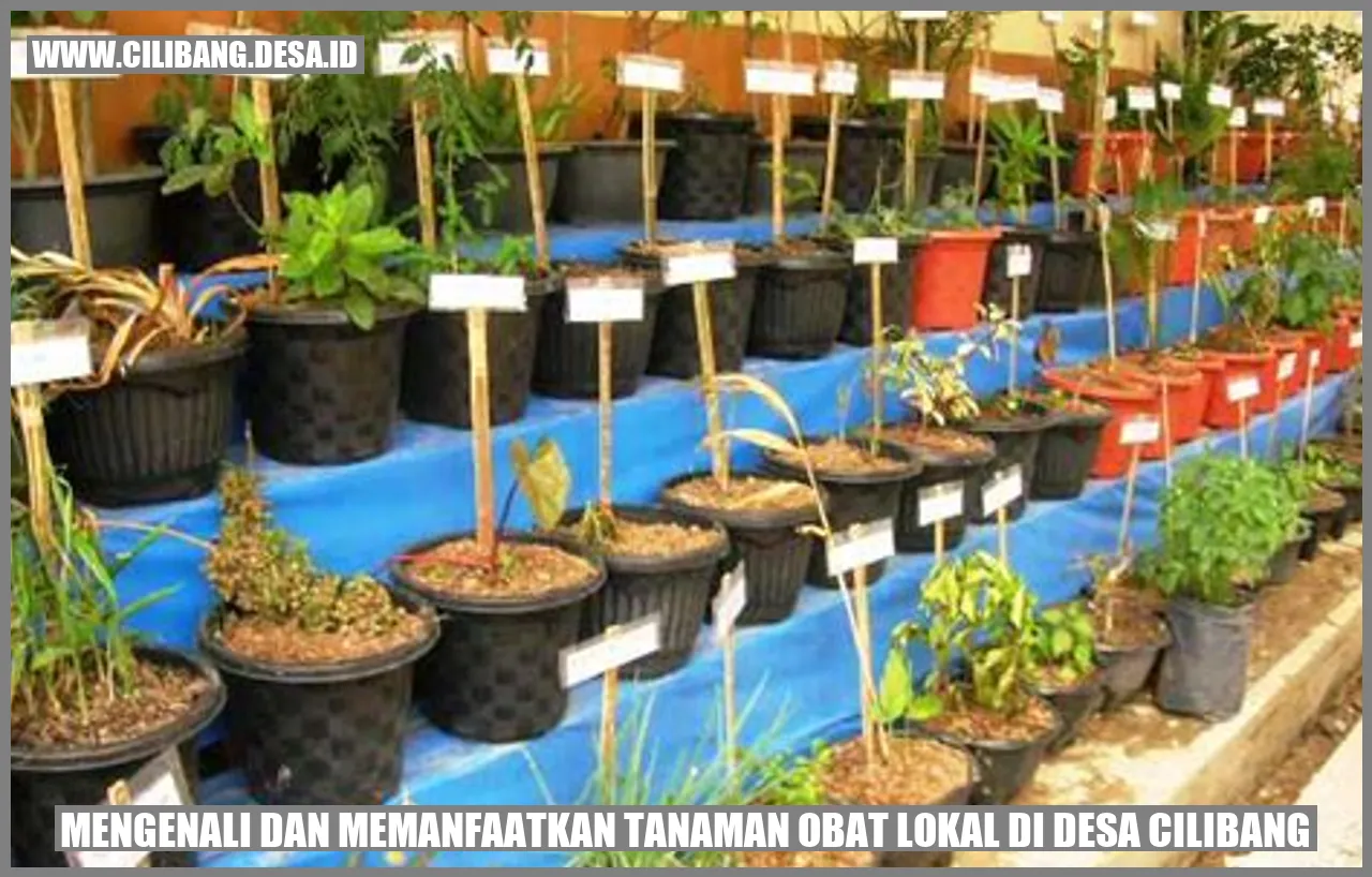 Tanaman Obat Lokal di Desa Cilibang