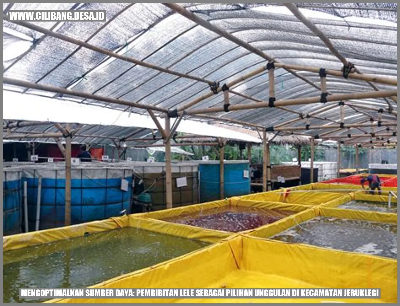 Gambar Pembibitan Lele