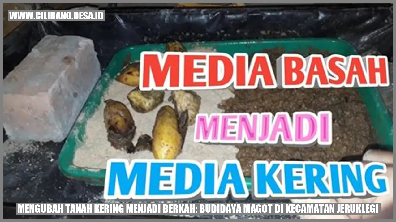 budidaya magot