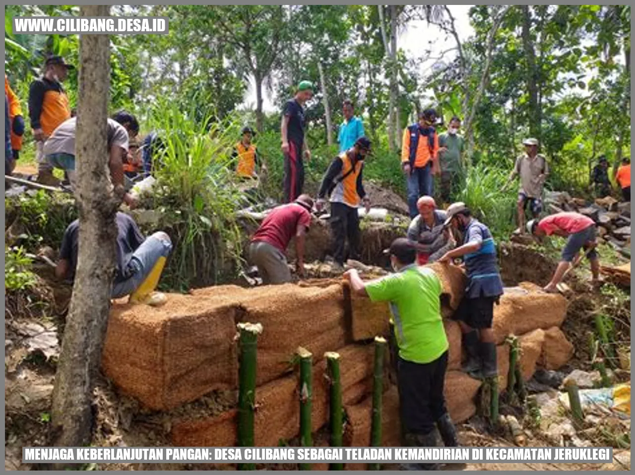 Menjaga Keberlanjutan Pangan: Desa Cilibang sebagai Teladan Kemandirian di Kecamatan Jeruklegi