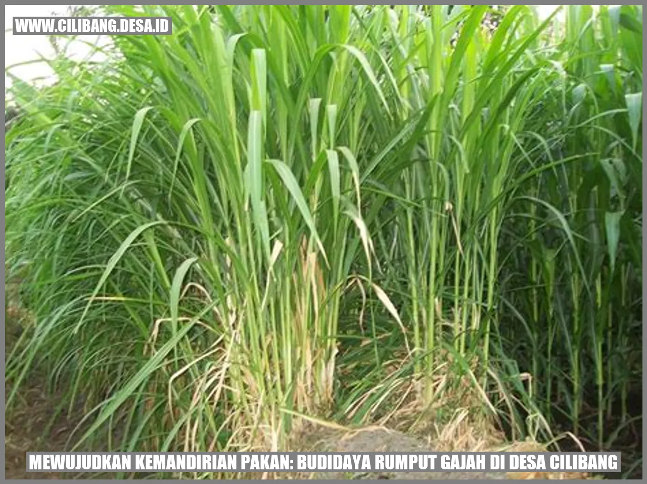 Rumput Gajah di Desa Cilibang