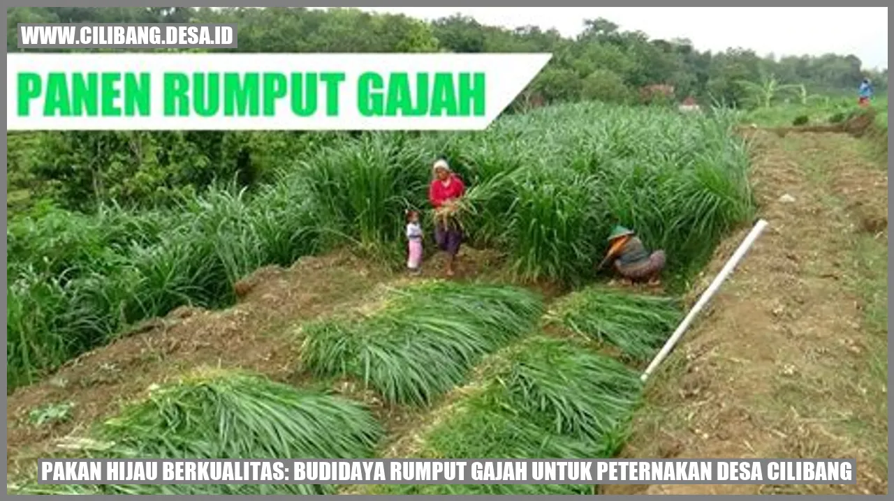 Gambar Rumput Gajah