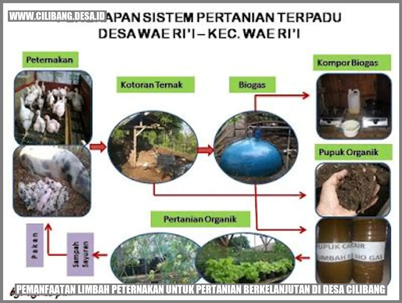 Limbah Peternakan