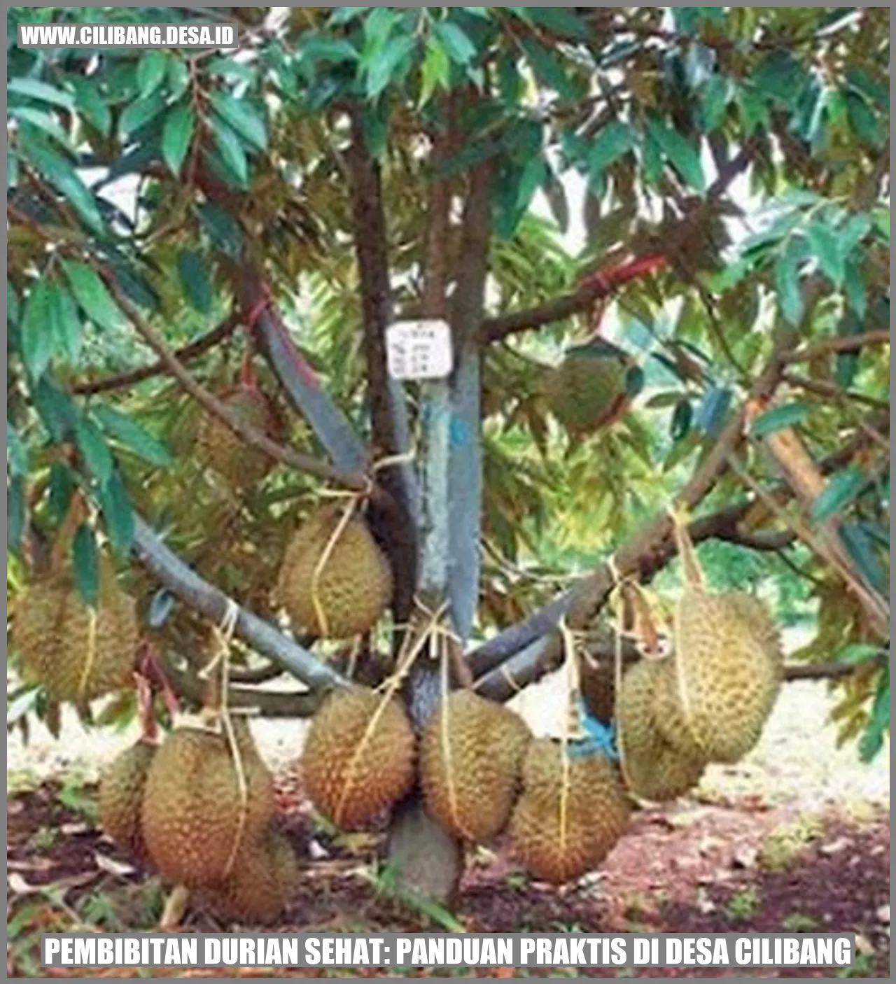 Gambar Durian