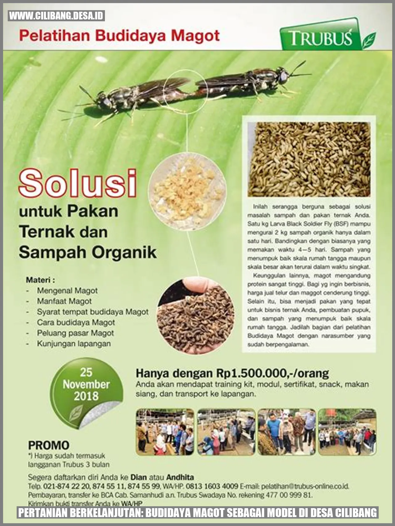 Budidaya Magot di Desa Cilibang