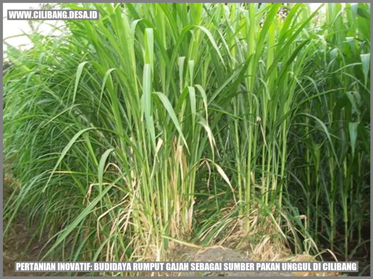 Gambar Rumput Gajah