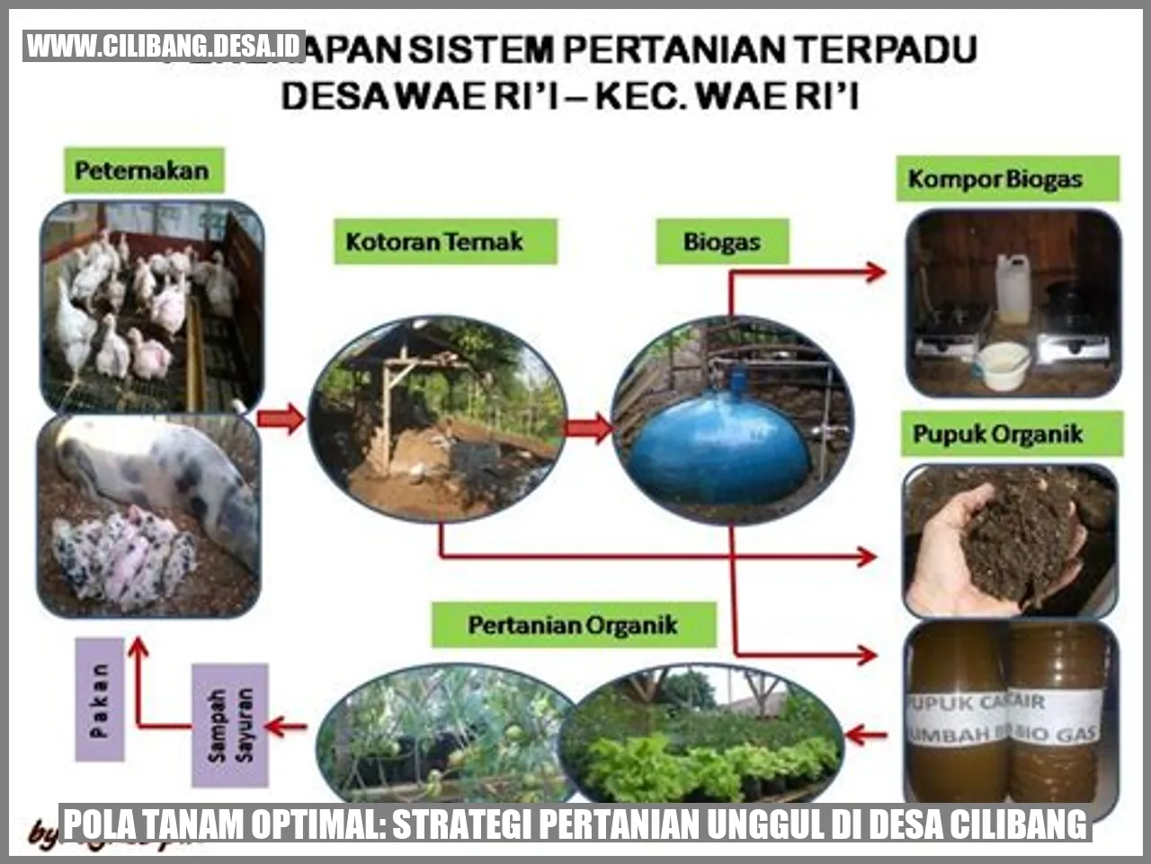Pola Tanam Optimal: Strategi Pertanian Unggul di Desa Cilibang
